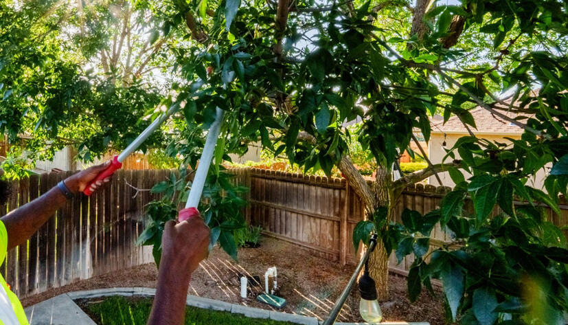 Tree Trimming